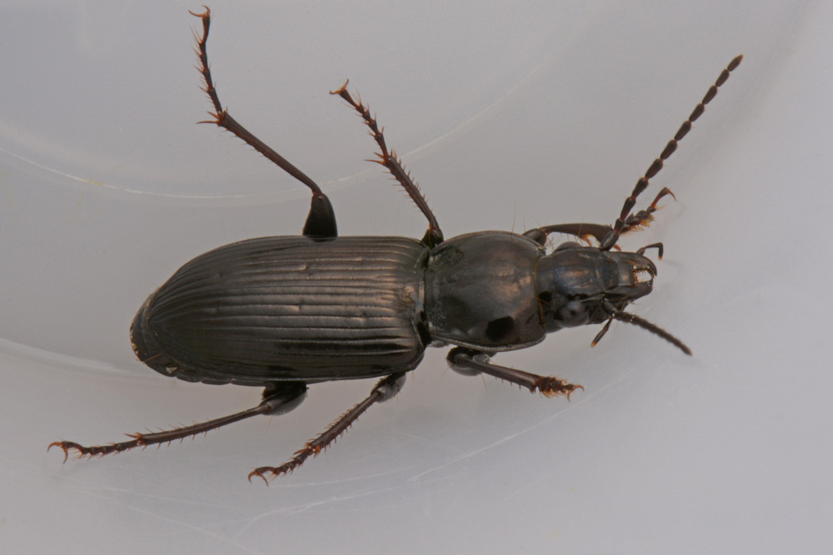 Carabidae: Pterostichus cfr. nigrita